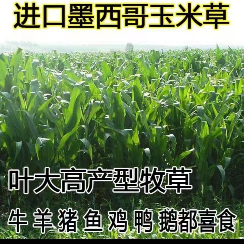 青草银河最新种子，探索种子世界的未知与未来展望